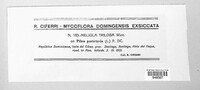Meliola triloba image